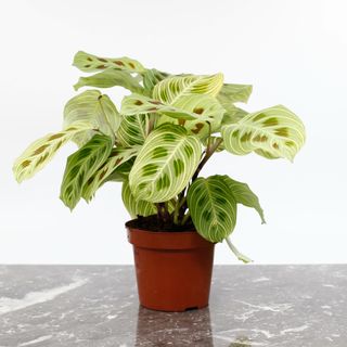 Maranta 'Fantasy' 12 cm