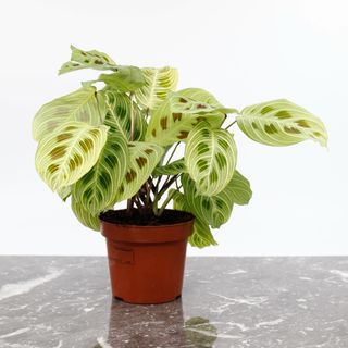 Maranta 'Fantasy' 12 cm