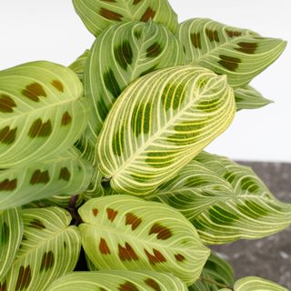 Maranta 'Fantasy' 12 cm