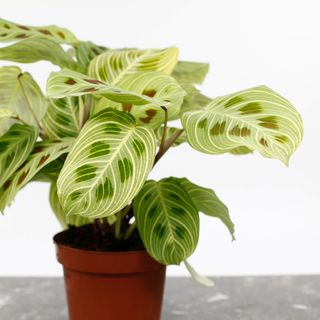 Maranta 'Fantasy' 12 cm