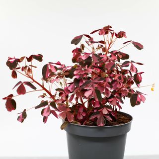 Oxalis 'Crazy Plum' 11 cm
