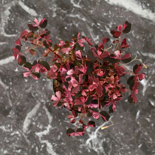 Oxalis 'Crazy Plum' 11 cm