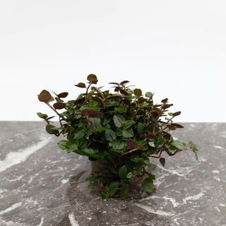 Tradescantia 'Tricolor' (Grön)