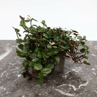 Tradescantia 'Tricolor' (Grön)