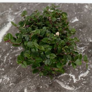 Tradescantia 'Tricolor' (Grön)