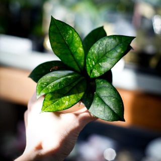 Hoya callistophylla 'Sabah' 6 cm