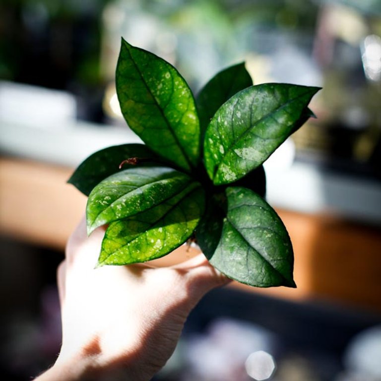 Hoya callistophylla 'Sabah' 6 cm