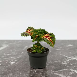 Palettblad 'Spacecake' 6 cm