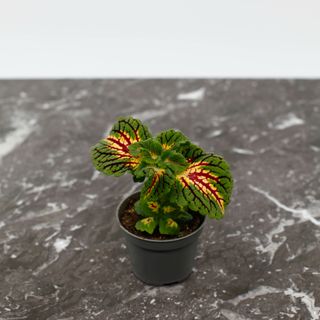 Palettblad 'Spacecake' 6 cm