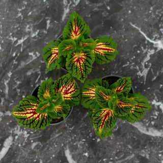 Palettblad 'Spacecake' 6 cm