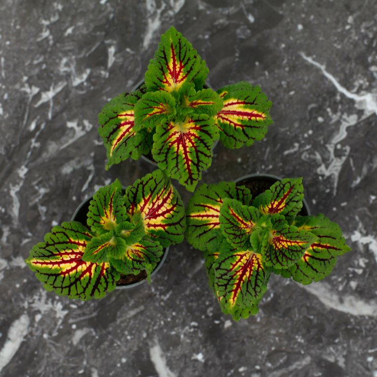 Palettblad 'Spacecake' 6 cm