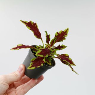 Palettblad 'Le Freak'