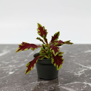 Palettblad 'Le Freak'