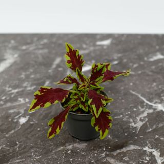 Palettblad 'Le Freak'