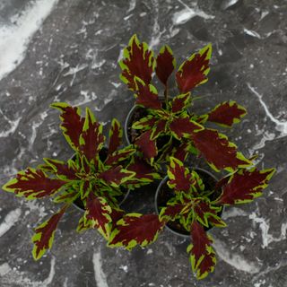 Palettblad 'Le Freak'