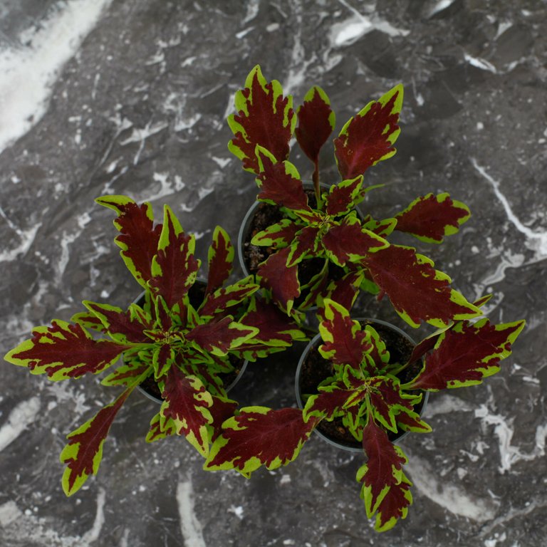 Palettblad 'Le Freak' 6 cm