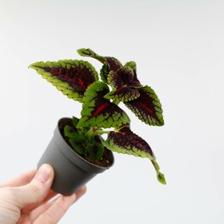 RÄDDA MIG! Palettblad 'Abbey Road'