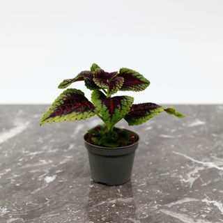 RÄDDA MIG! Palettblad 'Abbey Road'