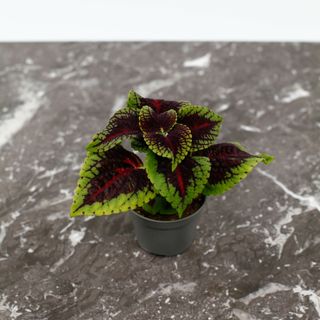 RÄDDA MIG! Palettblad 'Abbey Road'