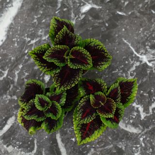 RÄDDA MIG! Palettblad 'Abbey Road'