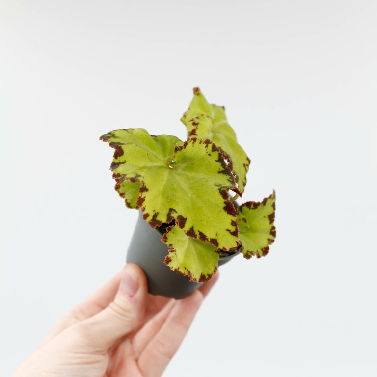 Begonia rex 'Red Jive' 6 cm