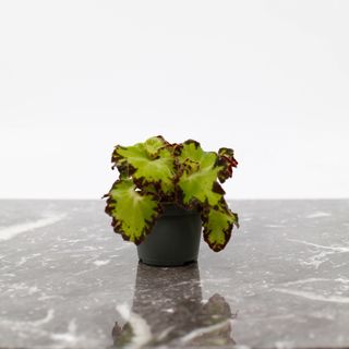 Begonia rex 'Red Jive'