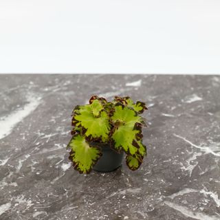 Begonia rex 'Red Jive'