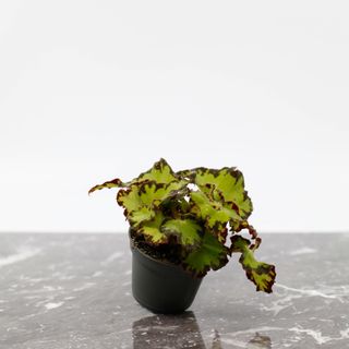 Begonia rex 'Red Jive'