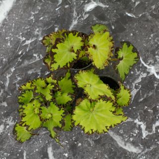 Begonia rex 'Red Jive'
