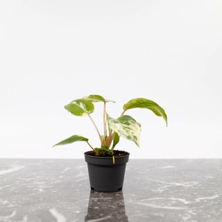 Philodendron 'Burle Marx Variegata'