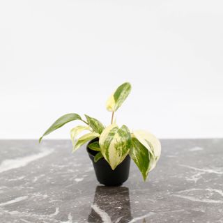 Philodendron 'Burle Marx Variegata'