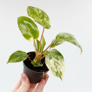 Philodendron 'Burle Marx Variegata'