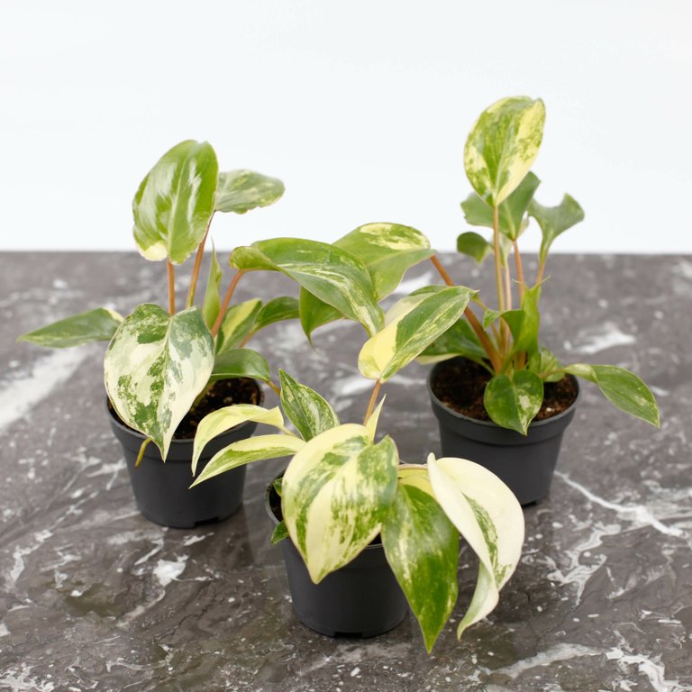 Philodendron 'Burle Marx Variegata' 6 cm