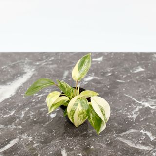 Philodendron 'Burle Marx Variegata'