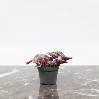 Tradescantia 'Sweetness'