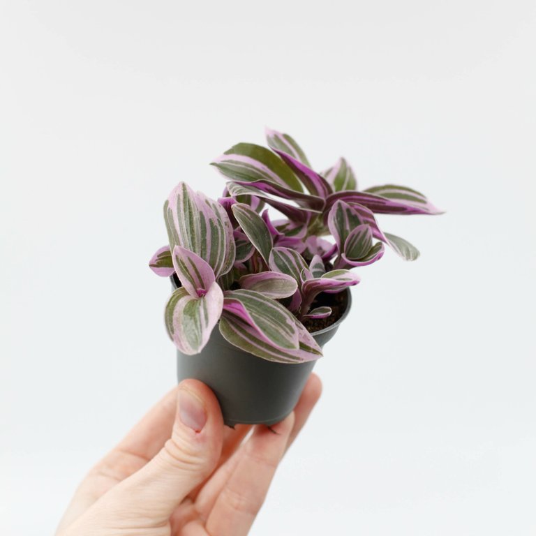 Tradescantia 'Sweetness' 6 cm