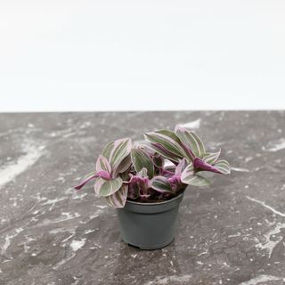 Tradescantia 'Sweetness'