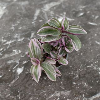 Tradescantia 'Sweetness'