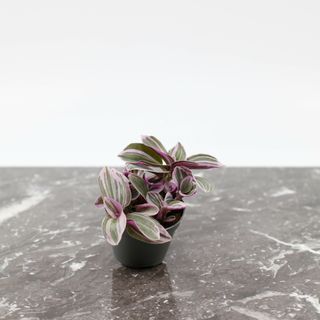 Tradescantia 'Sweetness'