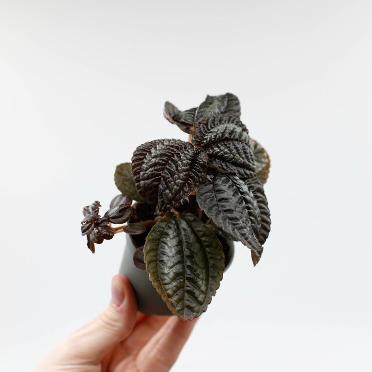 Pilea 'Norfolk' 6 cm