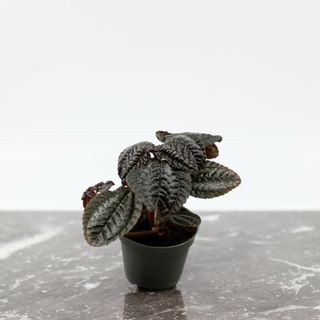 Pilea 'Norfolk'
