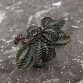 Pilea 'Norfolk'