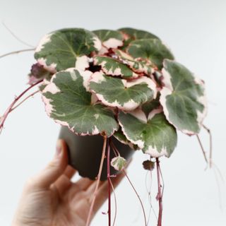 Saxifraga ’Tricolor’