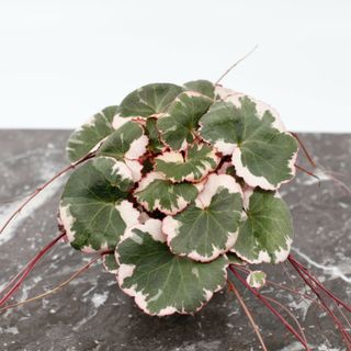 Saxifraga ’Tricolor’