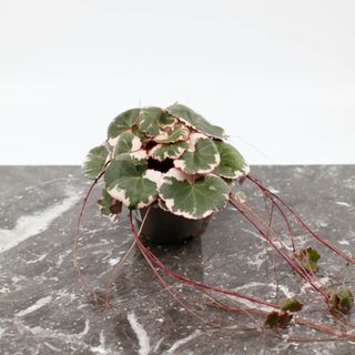 Saxifraga ’Tricolor’