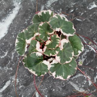 Saxifraga ’Tricolor’