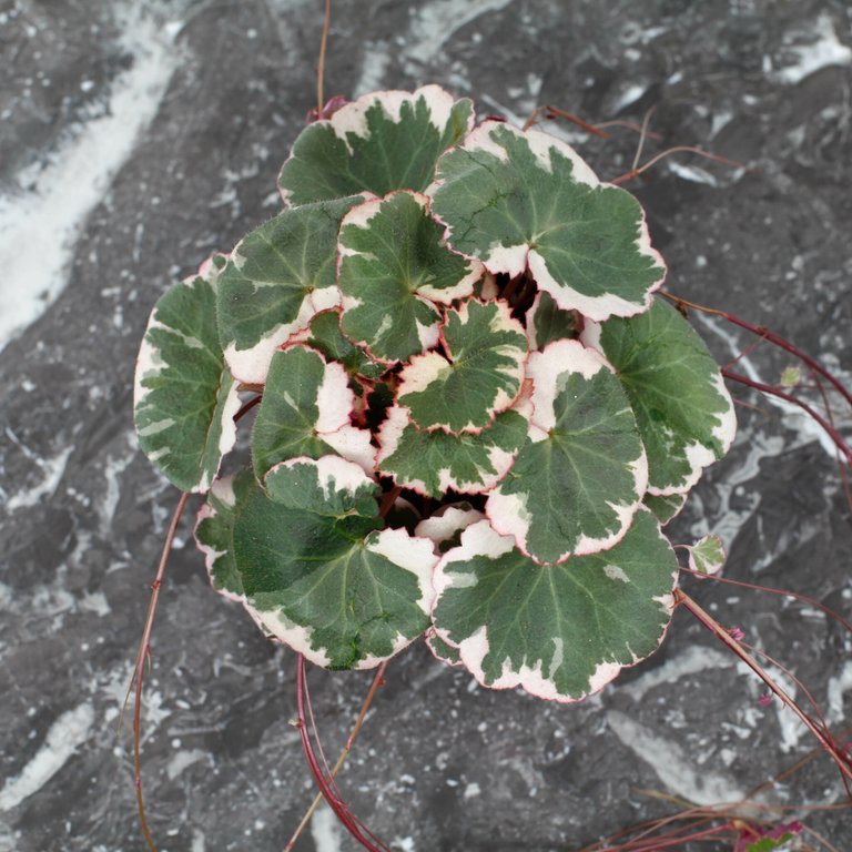 Saxifraga ’Tricolor’