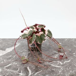 Saxifraga ’Tricolor’