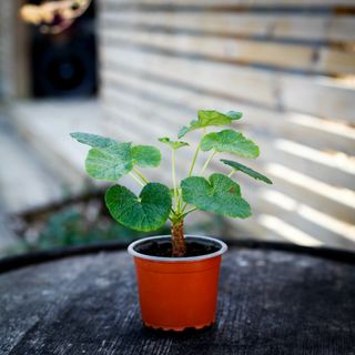 Pelargonium cotyledonis