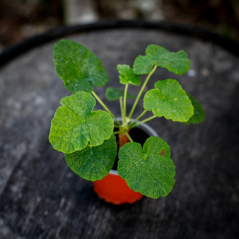 Pelargonium cotyledonis 8 cm